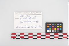 Foto von Tierknochen (NHMW-PRAE-085793)
